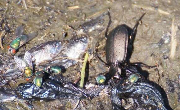 Image of Calosoma (Campalita) maderae (Fabricius 1775)