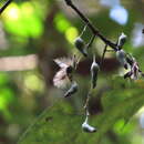 Image of Daphnandra repandula (F. Müll.) F. Müll.