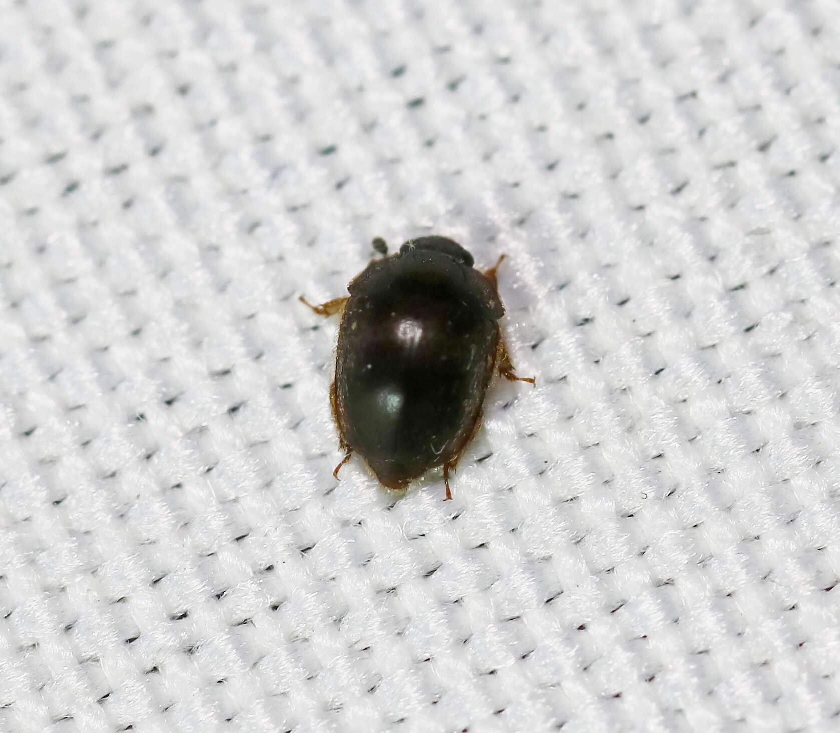 Image of Amphicrossus ciliatus (Olivier 1811)