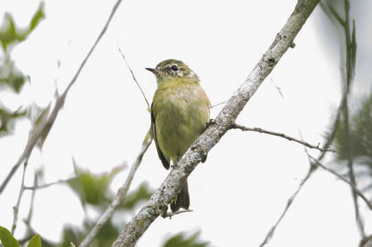 Image of Restinga Tyrannulet