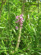 Image of Purple fringed orchid