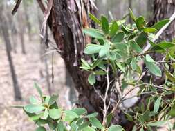 Sivun Leptospermum trinervium (Smith) J. Thompson kuva