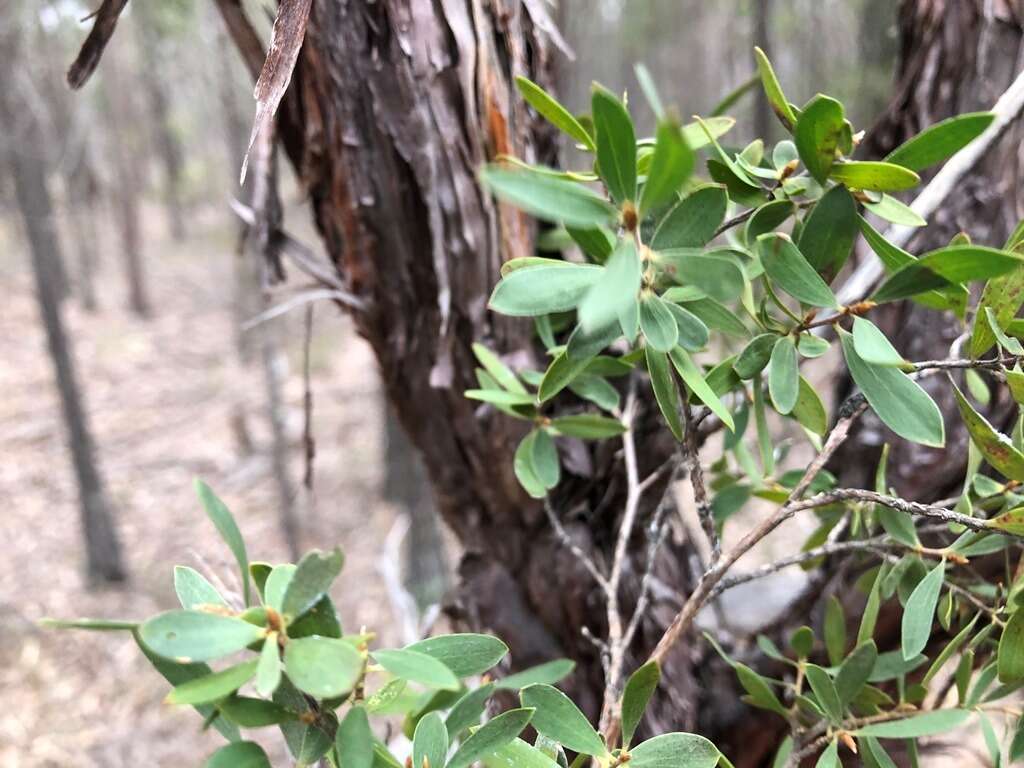 Sivun Leptospermum trinervium (Smith) J. Thompson kuva