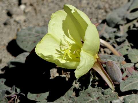 Imagem de Oenothera xylocarpa Coville