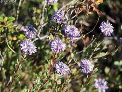 Image of Globularia arabica Jaub. & Sp.