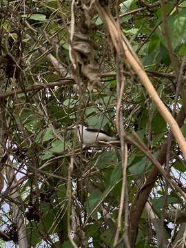 Image of Pied Water Tyrant