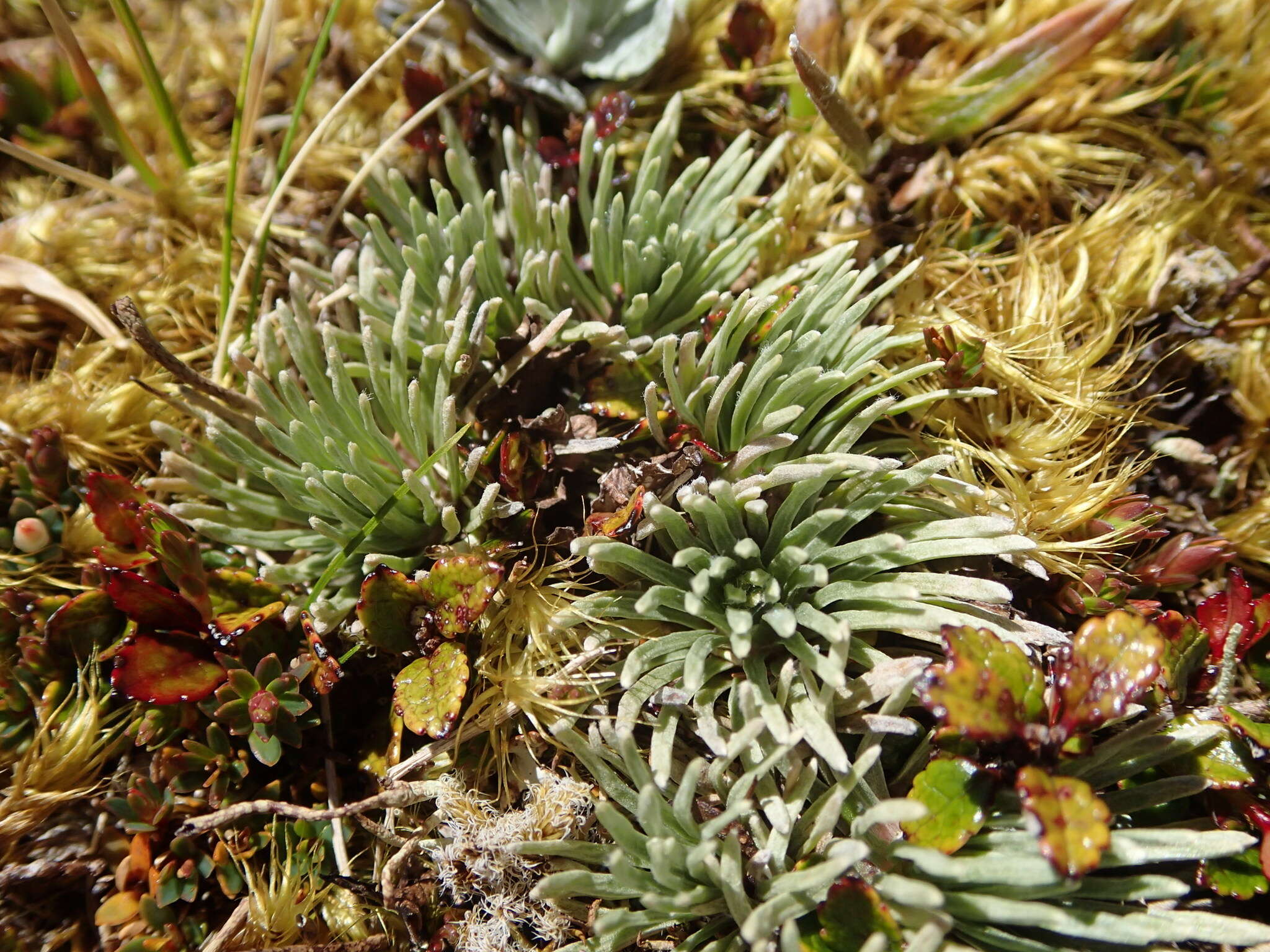 Image of Celmisia sessiliflora Hook. fil.