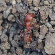 Image of Pogonomyrmex subnitidus Emery 1895