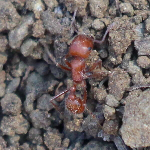 Plancia ëd Pogonomyrmex subnitidus Emery 1895