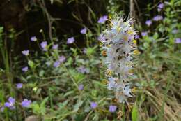 Image of Libertia sessiliflora (Poepp.) Skottsb.