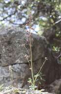 Image of Kern County larkspur