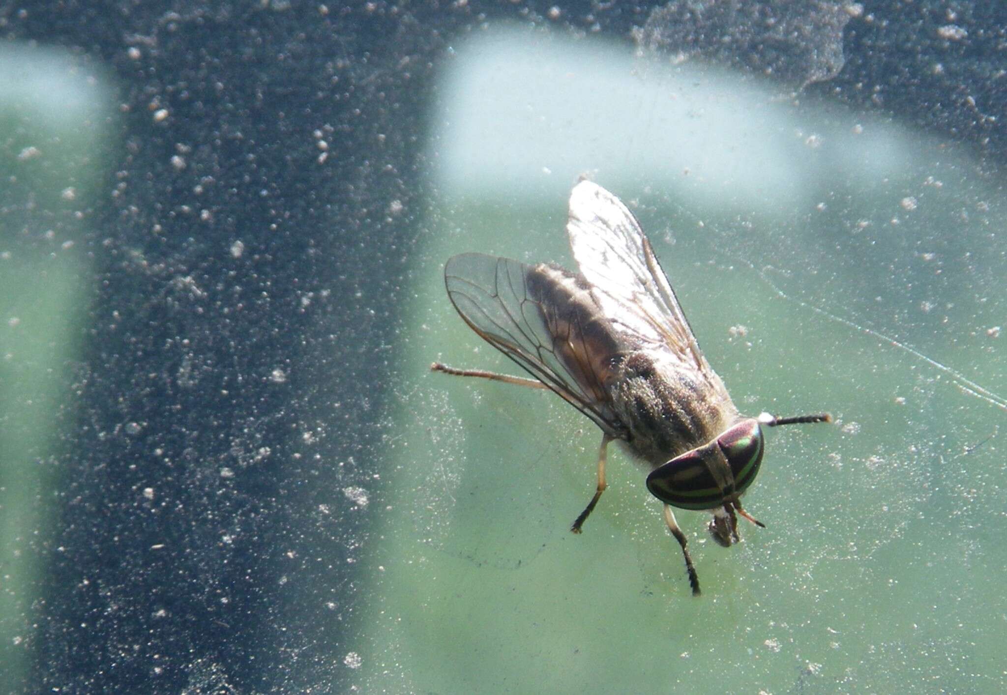 Imagem de Tabanus subsimilis Bellardi 1859