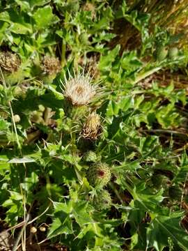 Sivun Cirsium quercetorum (A. Gray) Jepson kuva