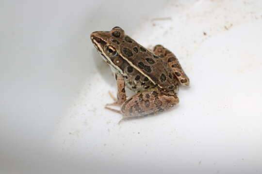 Image of Plains Leopard Frog