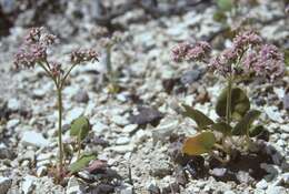 Image of volcanic buckwheat