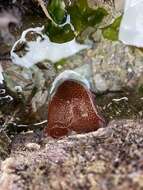 Image of Strawberry anemone