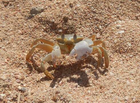 Image of Red Sea ghost crab