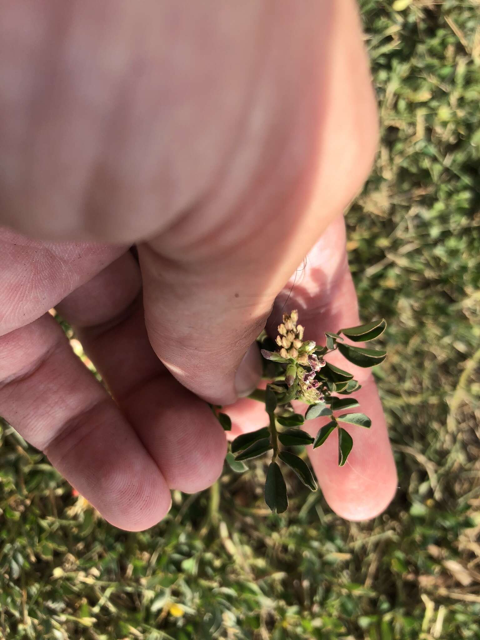 Indigofera spicata Forssk. resmi