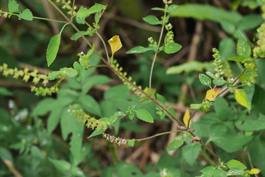 Mosla scabra (Thunb.) C. Y. Wu & H. W. Li resmi