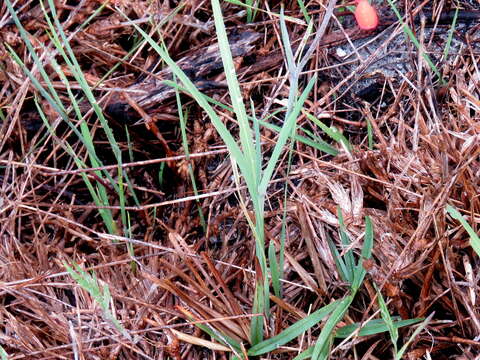 Plancia ëd Gladiolus cunonius (L.) Gaertn.