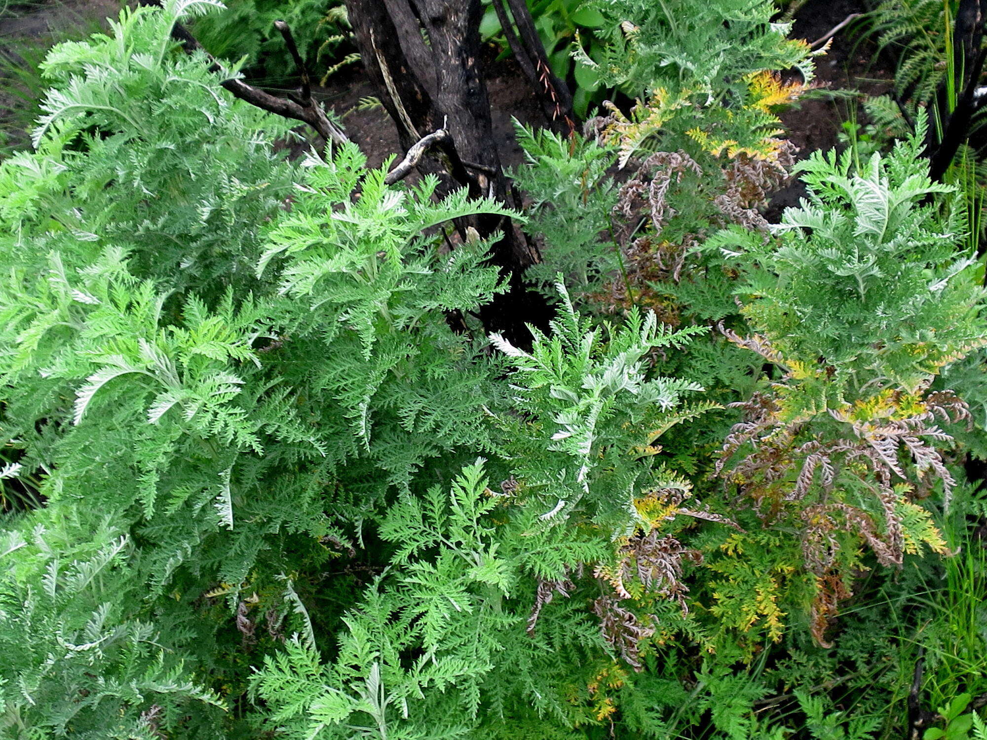 Image of wild wormwood