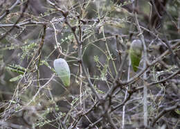 Image of Marsdenia edulis S. Wats.