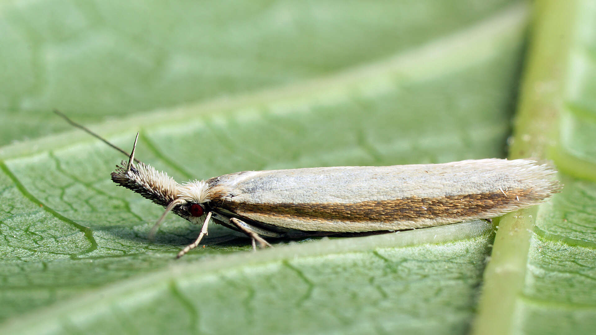 Image de Pleurota proteella Staudinger 1880