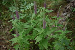 Image de Teucrium hircanicum L.