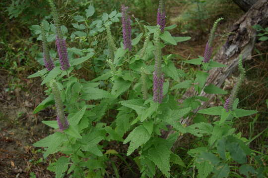 صورة Teucrium hircanicum L.