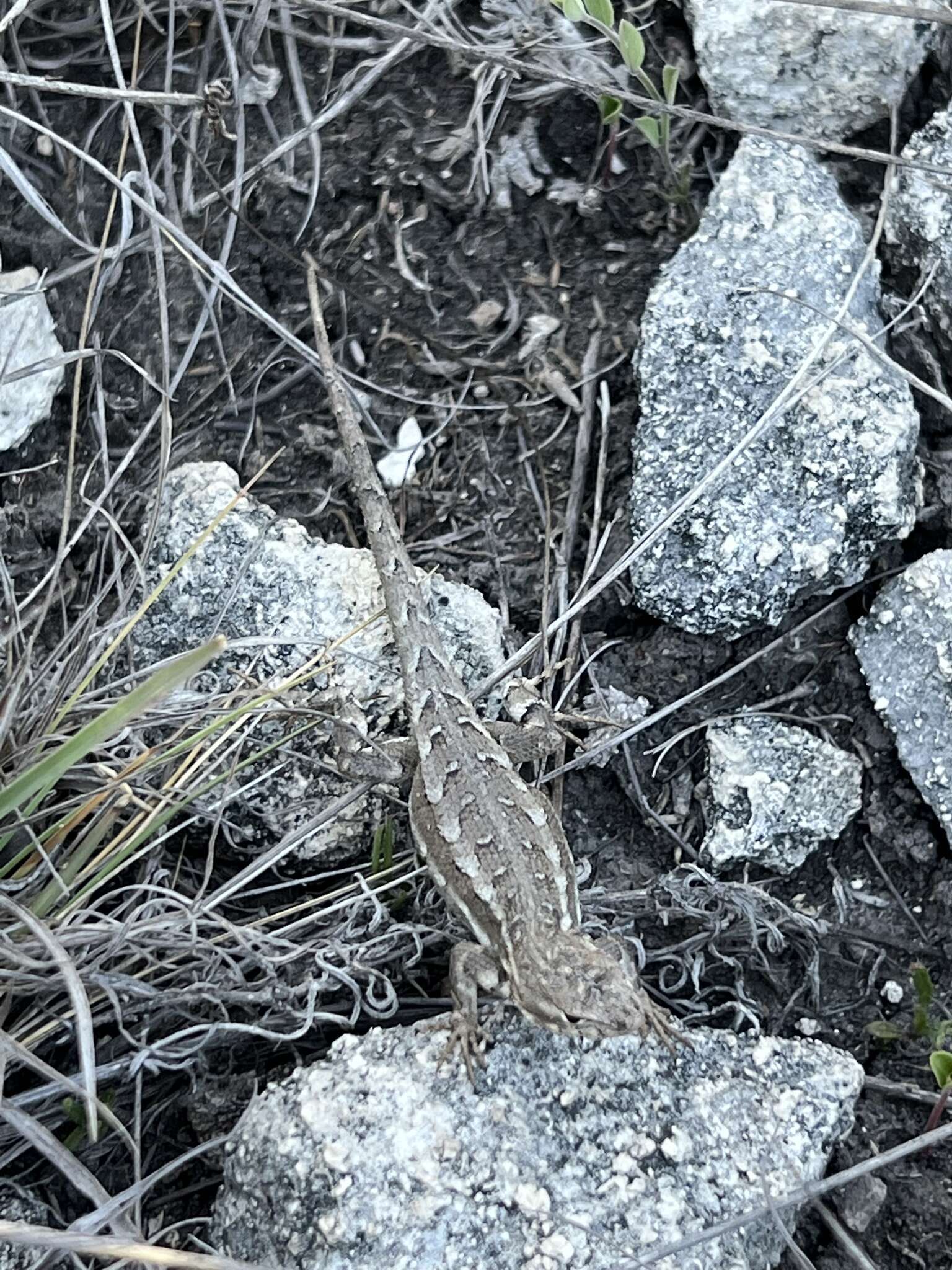 Imagem de Sceloporus jalapae Günther 1890