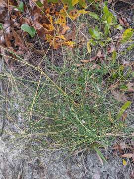 Image of littleleaf buckbrush