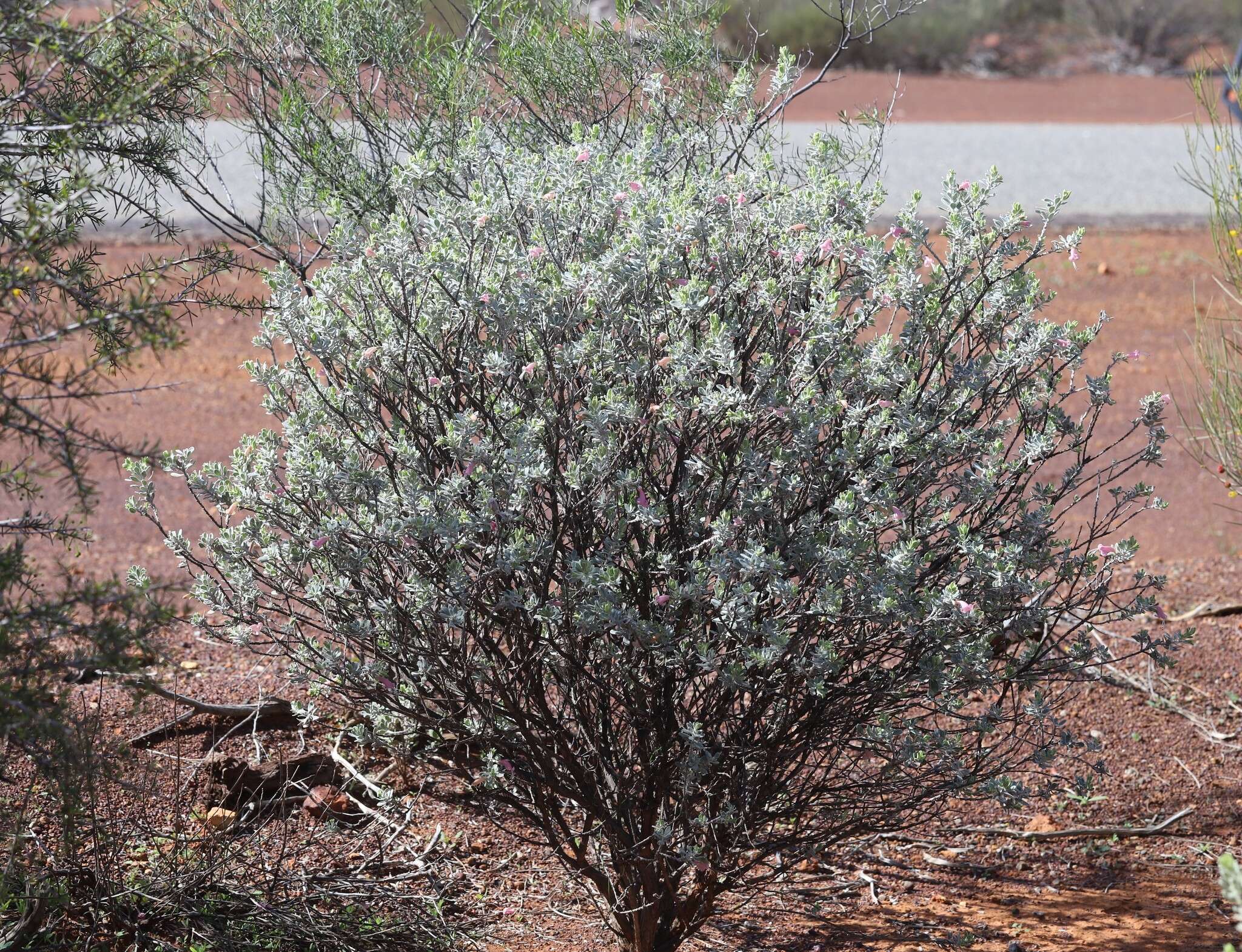 Image of Eremophila forrestii F. Muell.