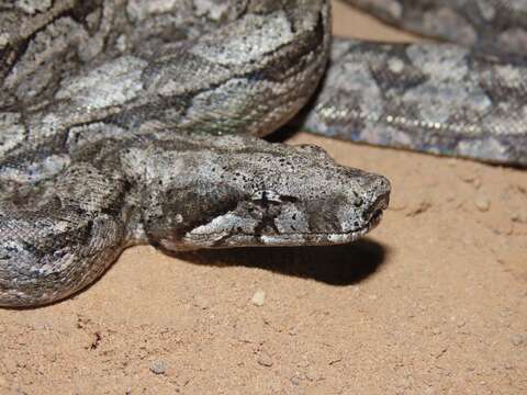 Boa constrictor occidentalis Philippi 1873 resmi