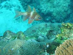 Image of Norfolk cardinalfish