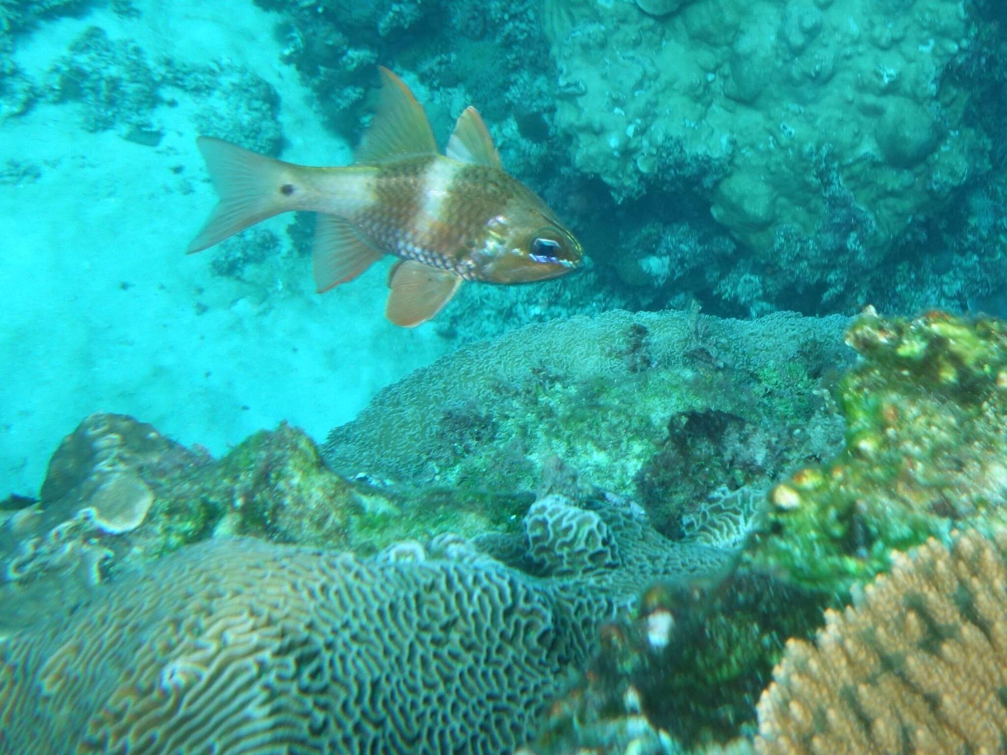 Image of Norfolk cardinalfish