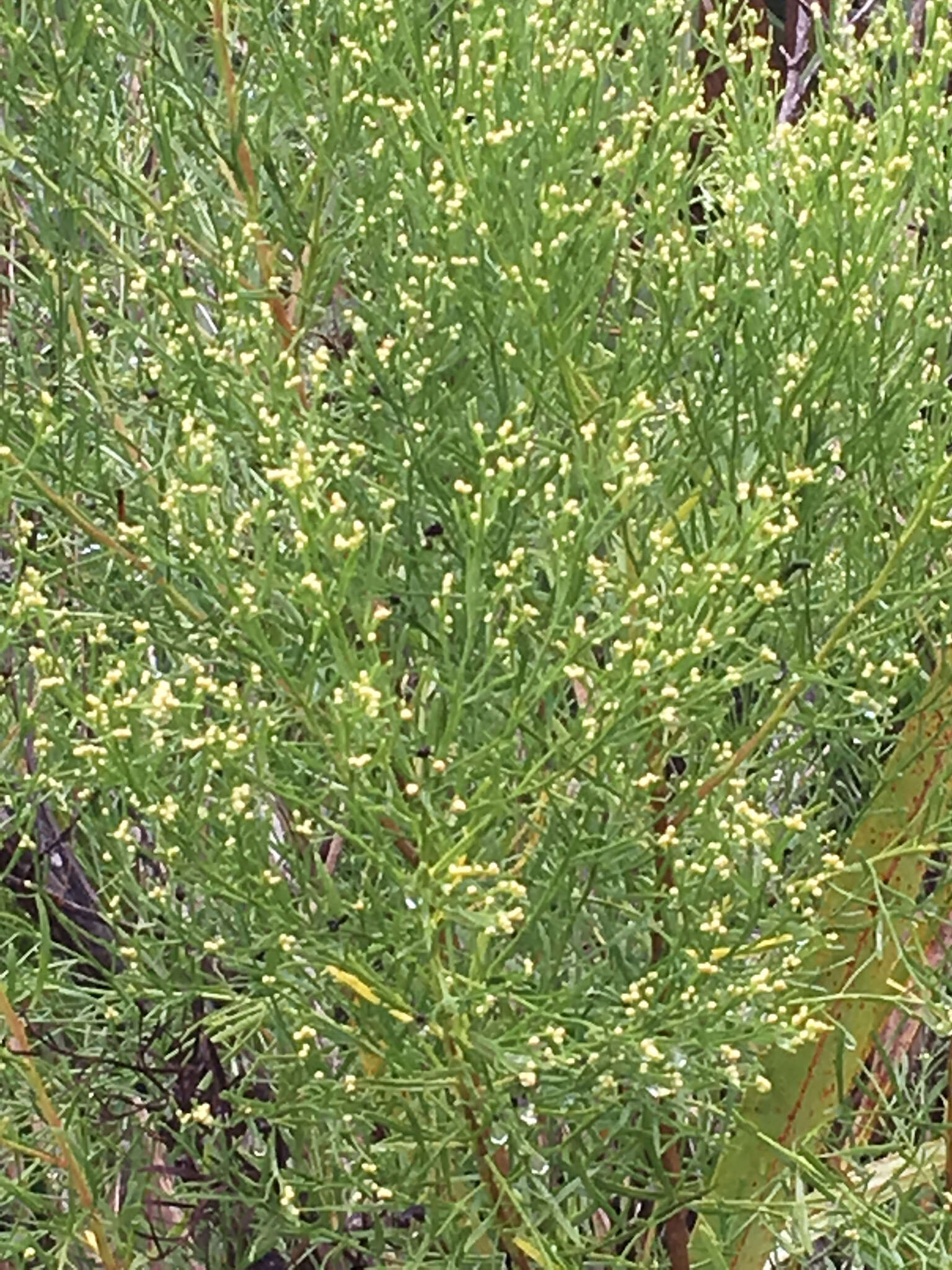 Image of saltwater false willow