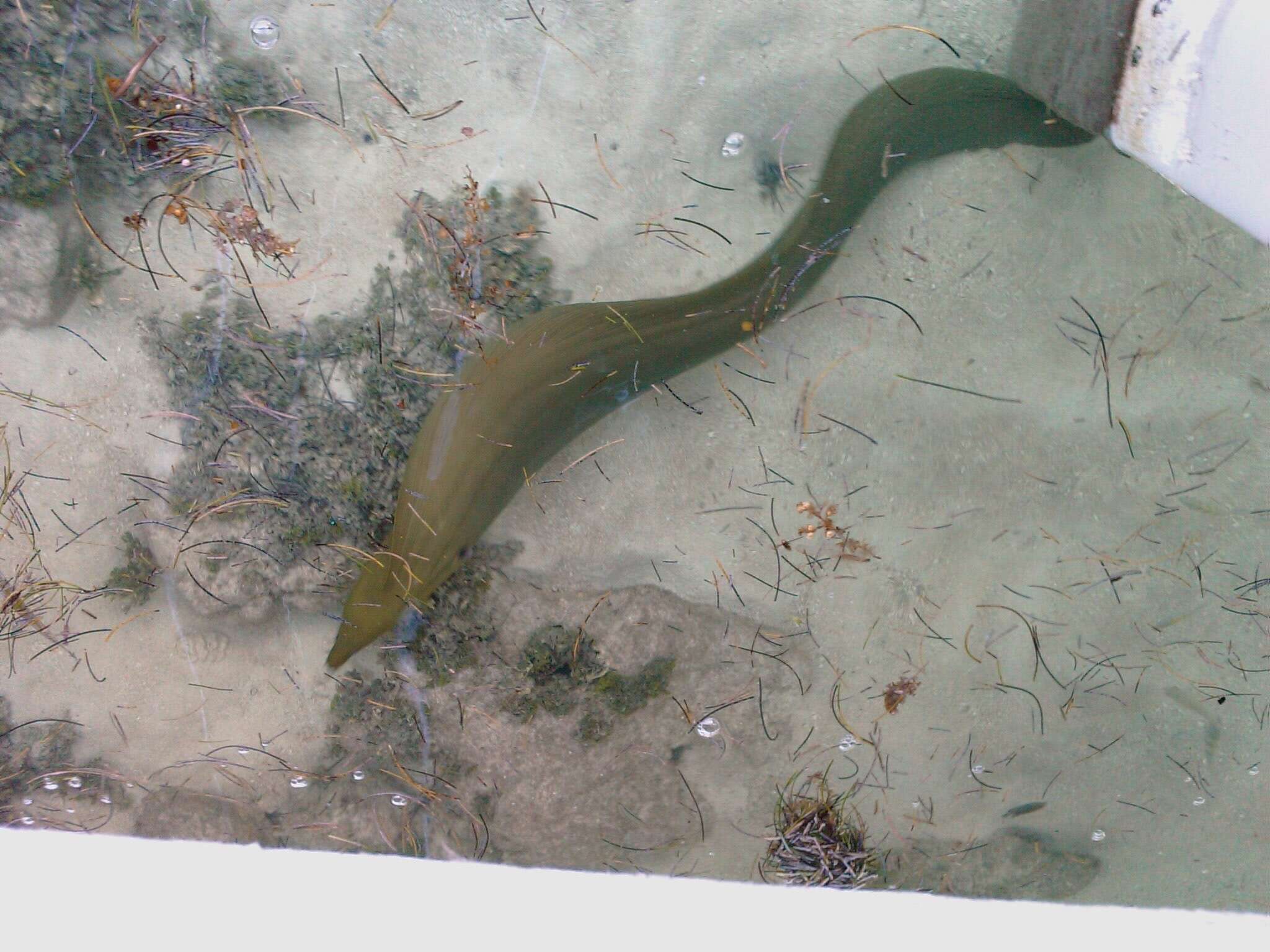 Image of Black Moray