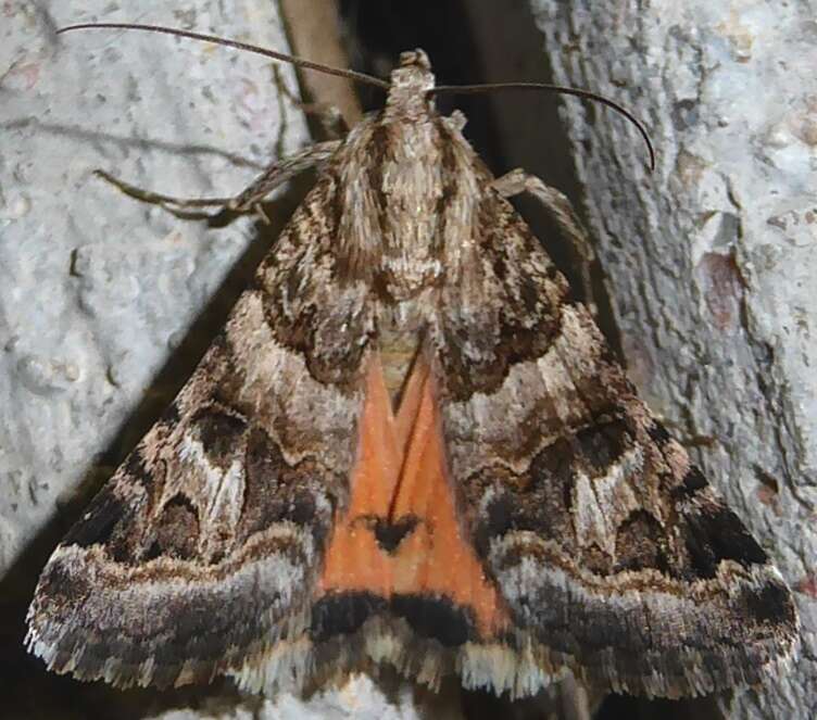 Image of Drasteria mirifica H. Edwards 1878