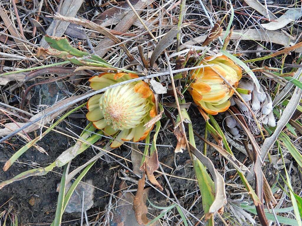 Imagem de Protea scabra R. Br.