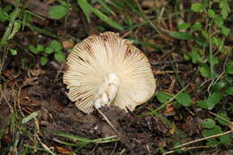 Image of Russula novae-zelandiae McNabb 1973