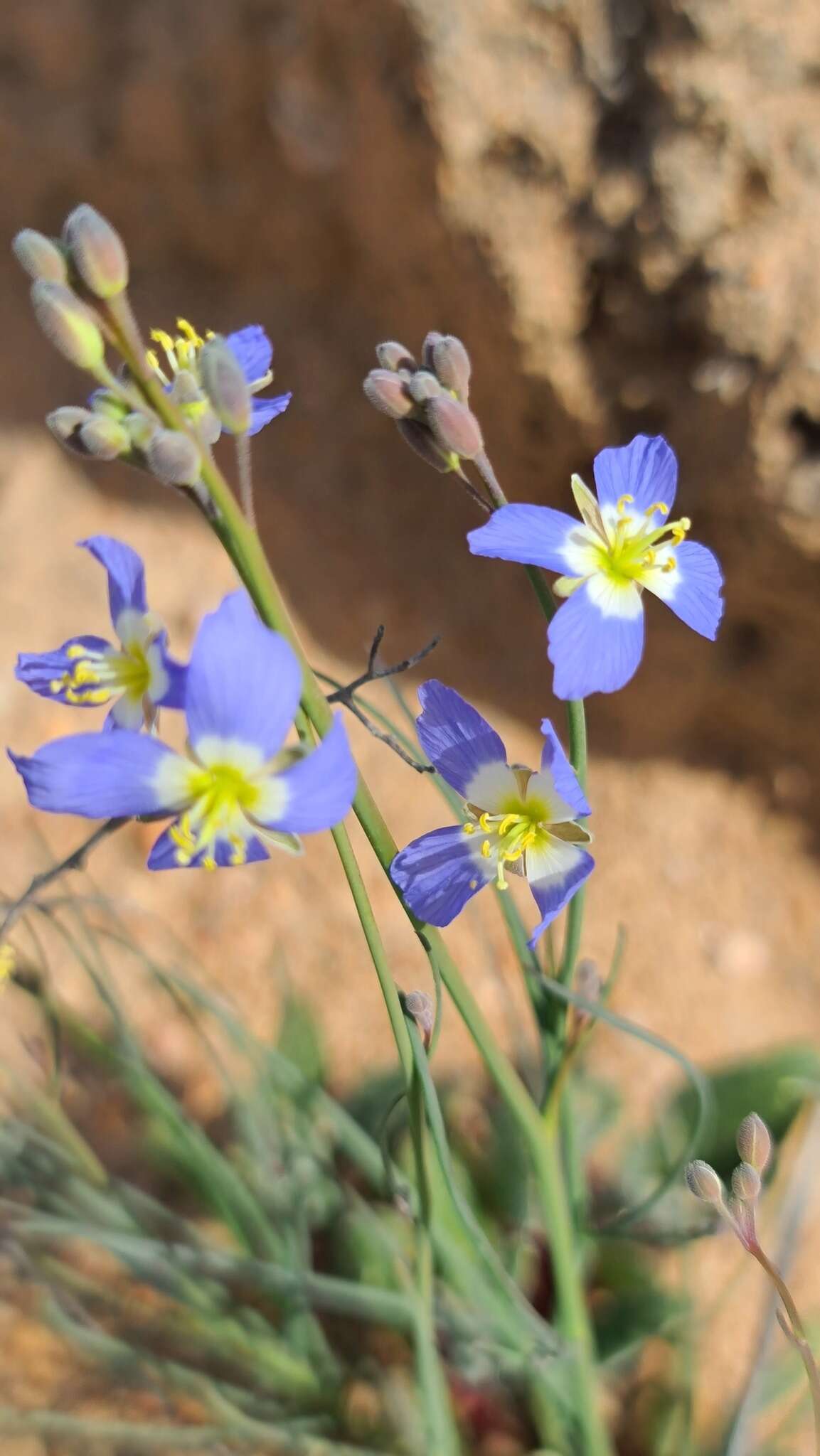 Image of Heliophila schulzii Marais