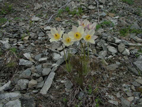 Image of Pulsatilla patens subsp. angustifolia (Turcz.) Grey-Wilson