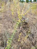 Image of Linaria dalmatica subsp. dalmatica