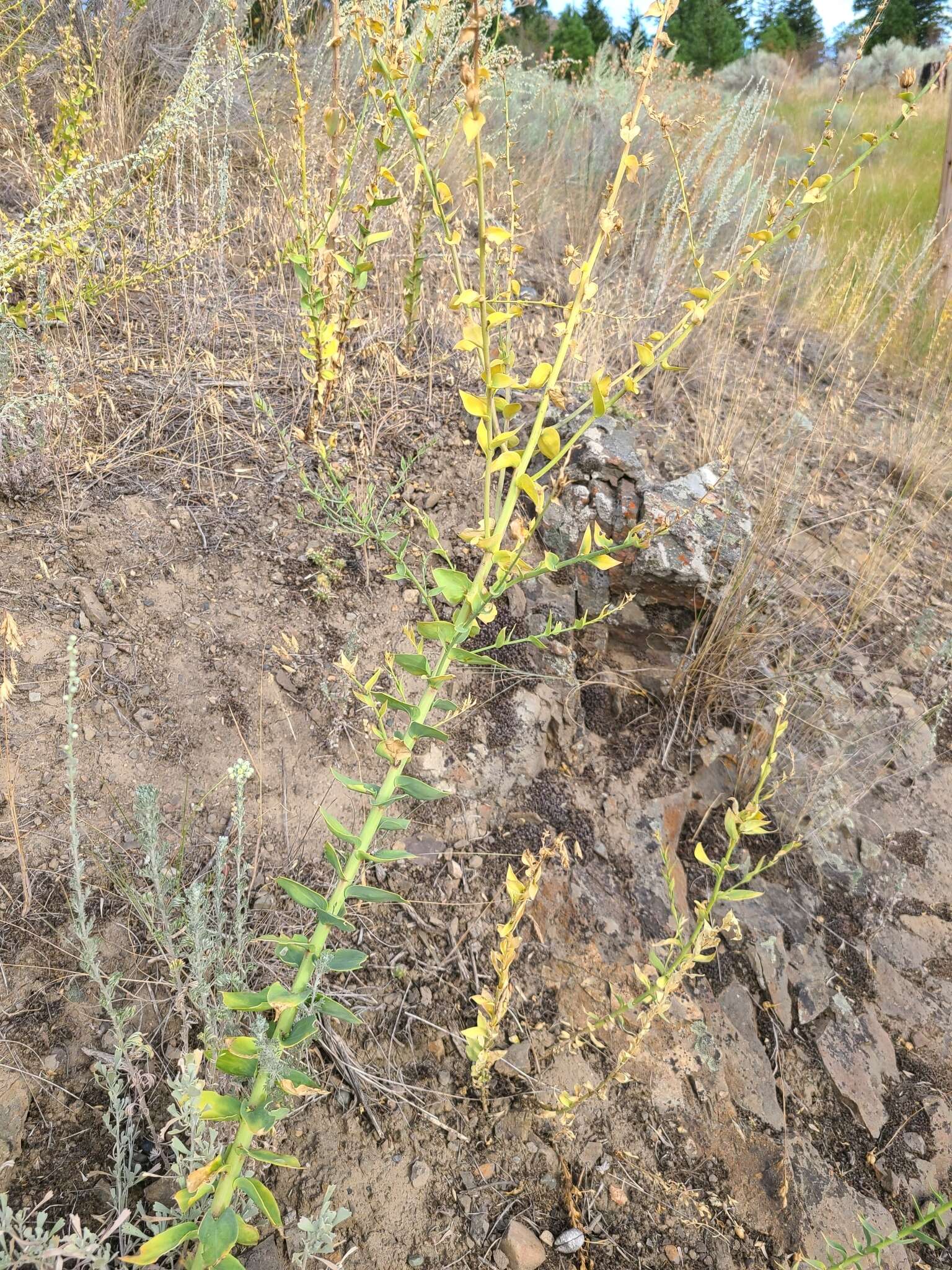 Plancia ëd Linaria dalmatica subsp. dalmatica