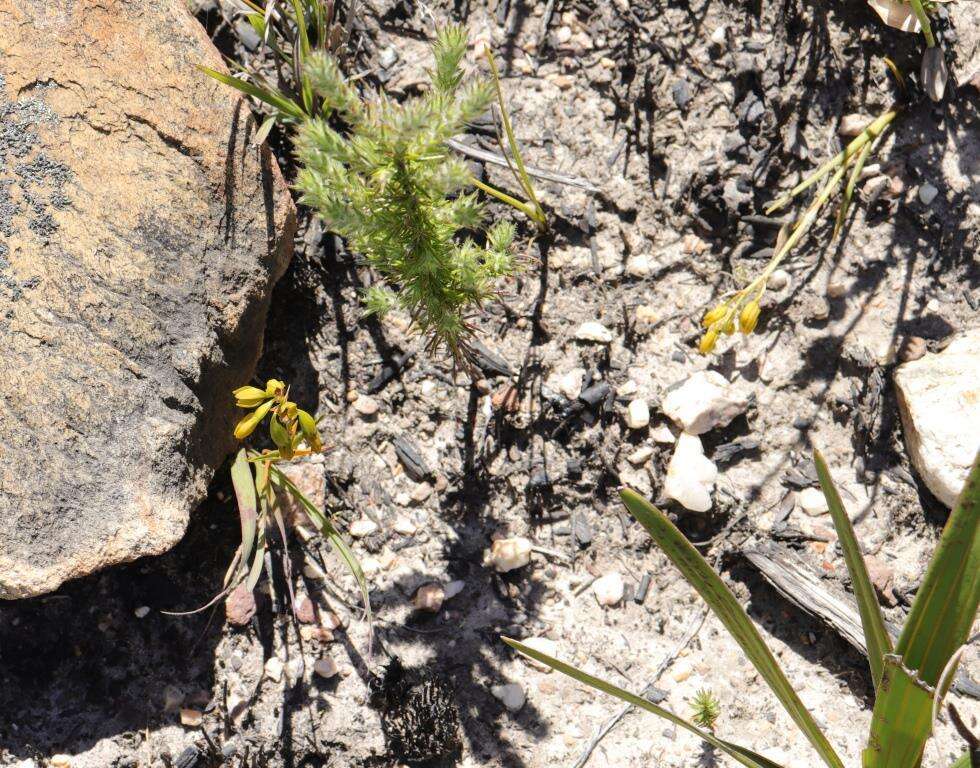 Acrolophia ustulata (Bolus) Schltr. & Bolus的圖片