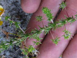 Image of Aspalathus retroflexa subsp. retroflexa