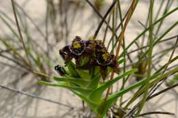 Image of Ferraria foliosa G. J. Lewis