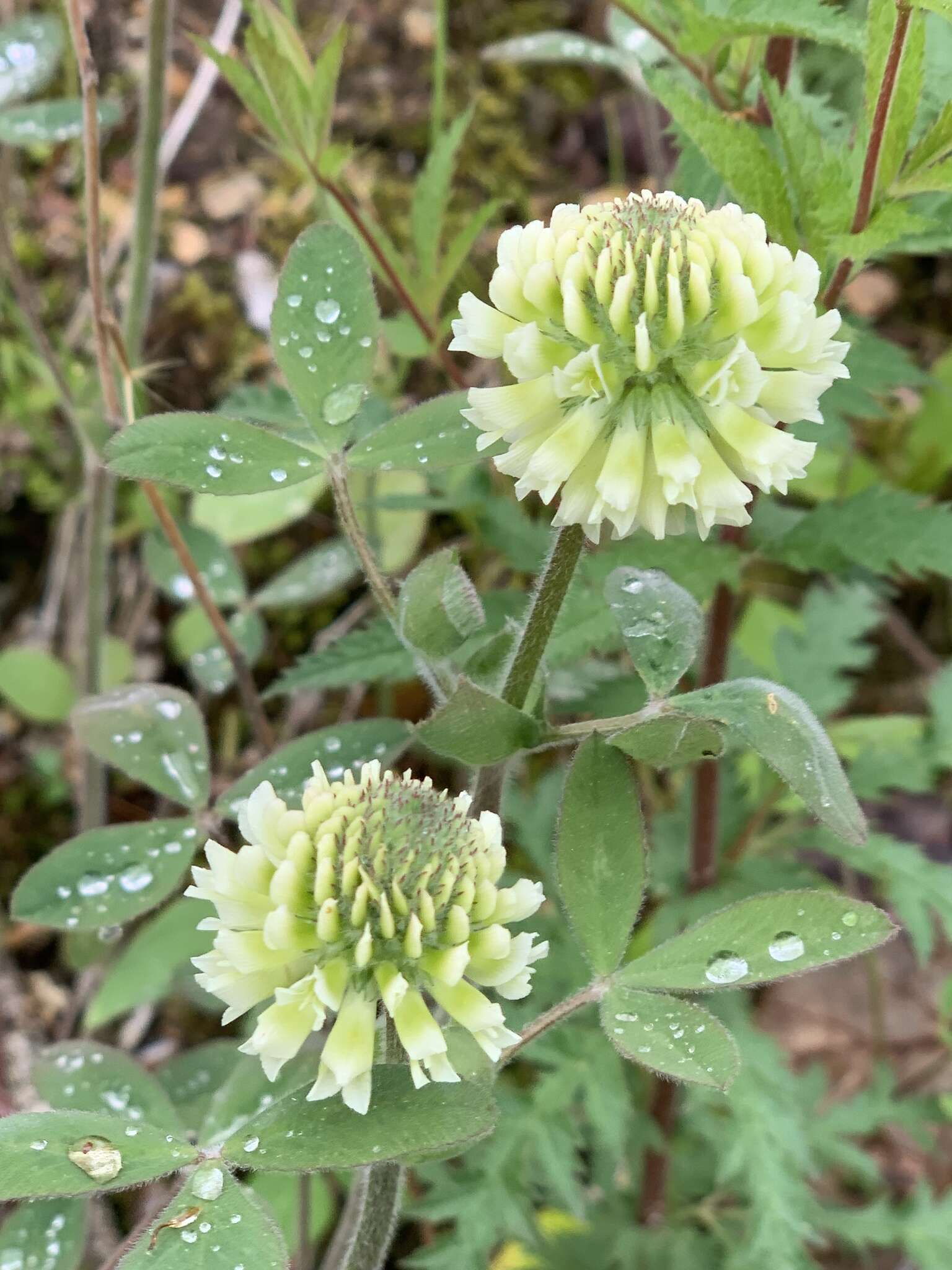 Sivun Trifolium reflexum L. kuva