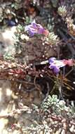 Image of California penstemon