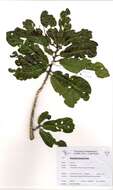 Imagem de Hugonia orientalis Engl.